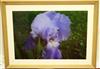 Default Thumbnail Image A
