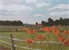 Default Thumbnail Image A
