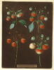 Default Thumbnail Image A