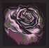 Default Thumbnail Image A