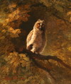 Default Thumbnail Image A