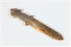 Default Thumbnail Image A