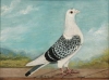 Default Thumbnail Image A