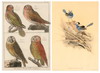 Default Thumbnail Image A