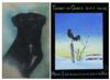 Default Thumbnail Image A