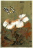 Default Thumbnail Image A