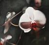 Default Thumbnail Image A