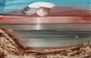 Default Thumbnail Image A