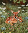 Default Thumbnail Image A