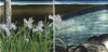 Default Thumbnail Image A