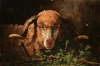 Default Thumbnail Image A