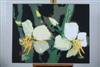 Default Thumbnail Image A