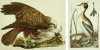 Default Thumbnail Image A