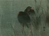 Default Thumbnail Image A