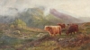 Default Thumbnail Image A